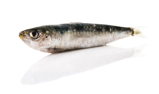 Sardina cruda