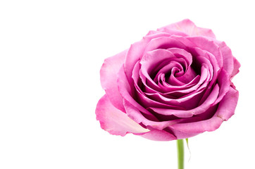 Pink rose isolated on white
