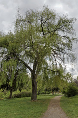 Fototapeta premium Fresh green tree foliage in springtime and cloudy sky