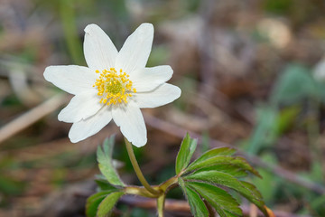 Closeup of a Wood anemone in nature