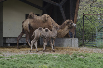 Chameau de Bactriane avec son bébé dans le zoo de Sofia, Bulgarie