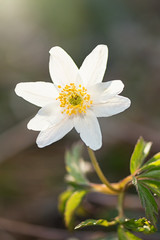 Wood anemone in sunlight