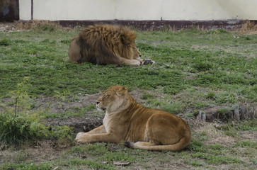 Portrait of two lions relax to go out in zoo Sofia, Bulgaria