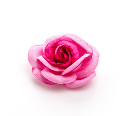 Pink rose isolated on white background