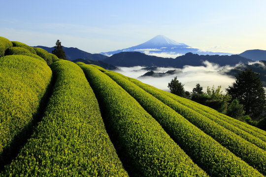富士と茶畑