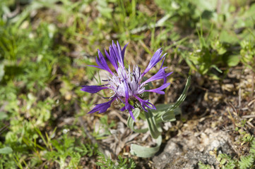 Flowers of Squarrose Knapweed, Centaurea triumfetti