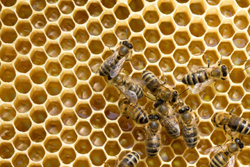 bees on honeycells