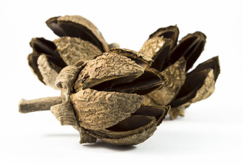 Dry fruit of Lagerstroemia speciosa tree isolated on white backg