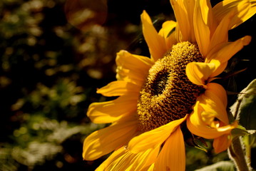 Obraz premium sonnenblume
