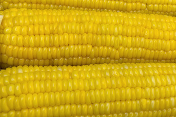 Boiled Sweet Corn