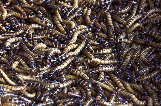 Super worms Crawl swarm