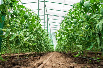 Row of tomato plants in greenhouse