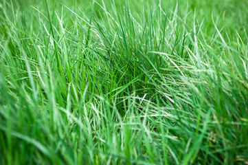 Fresh green grass. Background texture.