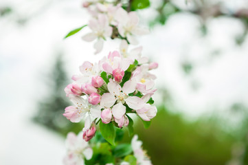 Fototapeta premium Blossomed tree branch