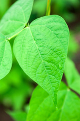 Fresh green leaves with water drops on it