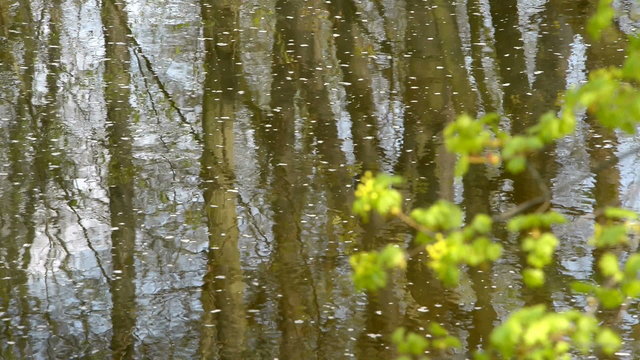 still creek in the springtime