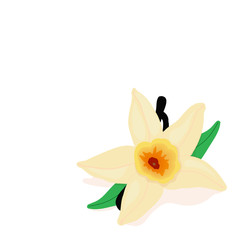 the vanilla flower