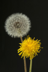 Loewenzahn; Taraxacum; officinale;