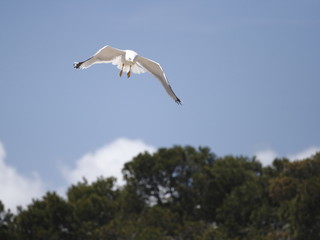 Gaviota y arboles