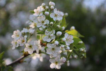 Kirschblüten weiß