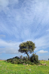 Fototapeta premium landscape and holm oak