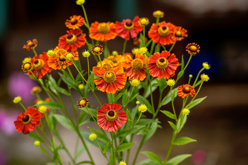 orange and red color flowers on dark background