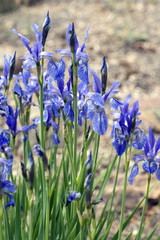 Iris, ruthenica, Siebenbuerger, Gras-Schwertlilie,