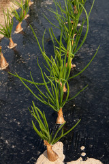 Obraz premium Plantation d'échalotes dans un champ