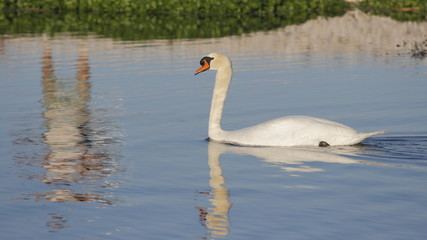 Pato y reflejo de persona