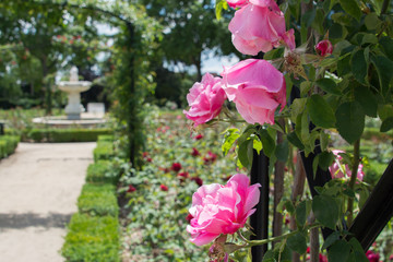 Obraz premium Garden of La Rosaleda, Retiro Park, Madrid (Spain)