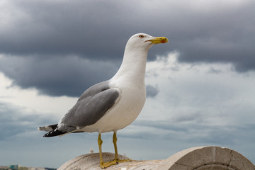 seagull in the city, gray sky