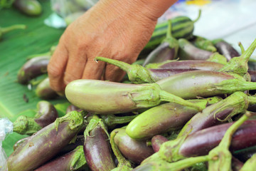 Eggplant purple in the market