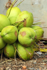 Coconut fruit in the market