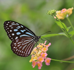 Fototapeta na wymiar butterfly and blooming flowers