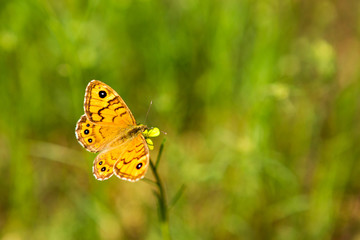 Close-up photo of the beautiful butterfly.