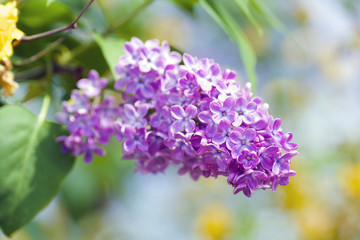 Lilac Closeup