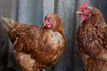 Chickens on a gray background