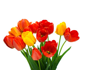 tulips