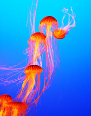 The jellyfish with thin tentacles © Kushnirov Avraham
