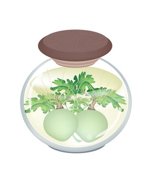 green coconuts in glass jar clip art preview