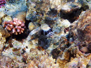 Naklejka na ściany i meble Tropical fish on the coral reef in Red Sea