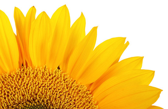 close up of  yellow sunflower isolated over white