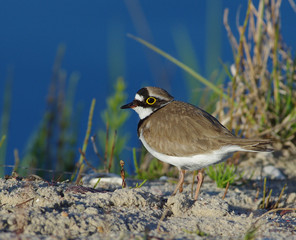 Ringed plover river in the evening light