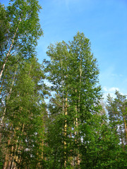 Birch and pine tops against blue sky