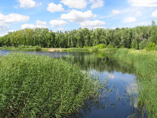 Fototapeta na wymiar Summer landscape: pond in the park
