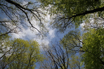 Baumkronen unter blauem Himmel im Frühling