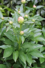 Papier peint photo Pivoines Pivoines  © NCAimages