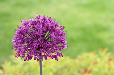 Fleur d'Allium