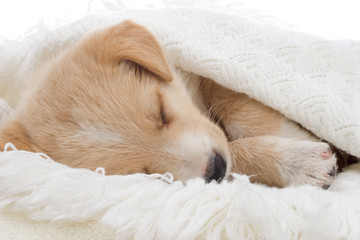 puppy sleeps