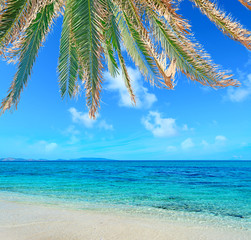 Fototapeta na wymiar palms by the shore